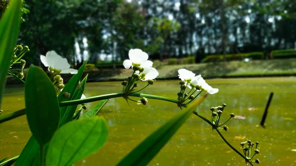 White Flowers Blooming Sewage Could Represent Resilience Beauty Hope Face — Stock Photo, Image