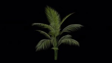 Rüzgarda esen Areca Palm Santrali. Rüzgar Areca Nut Palm Santrali 'ni uçuruyor. Animasyon Betel Ağacı Şeffaf Arkaplan ile rüzgarda sallanıyor. Alfa Kanalı. Döngü Canlandırması