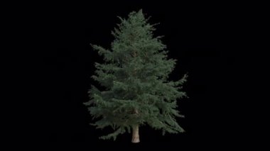 Deodar Sedir Ağacı rüzgârda savruluyor. Rüzgar Himalaya Sedir Ağacı 'nı emiyor. Animasyon Cedrus Deodara Ağacı Şeffaf Arkaplan ile rüzgarda sallanıyor. Alfa Kanalı. Döngü Canlandırması