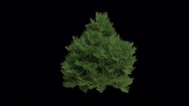 Port Orford sedir ağacı rüzgarda savruluyor. Rüzgar Chamaecyparis Lawsoniana Ağacı 'nı emiyor. Animasyon Lawson 'ın selvi ağacı şeffaf bir arka planda rüzgarda sallanıyor. Alfa Kanalı. Döngü Canlandırması