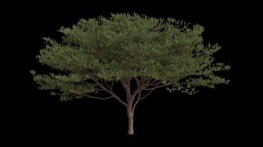 Rüzgarda esen deniz çam ağacı. Rüzgar çam ağacını uçuruyor. Animasyon Pinus Pinaster Tree Şeffaf Arkaplan ile rüzgarda sallanıyor. Alfa Kanalı. Döngü Canlandırması