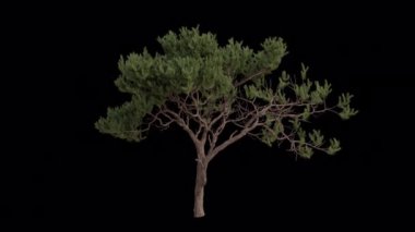 Rüzgarda esen deniz çam ağacı. Rüzgar çam ağacını uçuruyor. Animasyon Pinus Pinaster Tree Şeffaf Arkaplan ile rüzgarda sallanıyor. Alfa Kanalı. Döngü Canlandırması