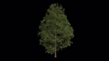 Sycamore Akçaağaç rüzgarda esiyor. Rüzgar Ağacı emiyor. Şeffaf Arkaplan ile rüzgarda sallanan Animasyon Ağacı. Alfa Kanalı. Döngü Canlandırması