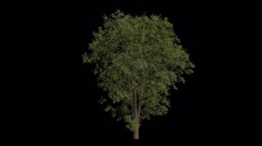 Sycamore Akçaağaç rüzgarda esiyor. Rüzgar Ağacı emiyor. Şeffaf Arkaplan ile rüzgarda sallanan Animasyon Ağacı. Alfa Kanalı. Döngü Canlandırması
