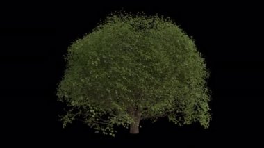Sycamore Akçaağaç rüzgarda esiyor. Rüzgar Ağacı emiyor. Şeffaf Arkaplan ile rüzgarda sallanan Animasyon Ağacı. Alfa Kanalı. Döngü Canlandırması