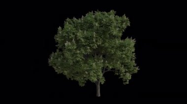 Rüzgarda esen at kestanesi ağacı. Rüzgar Ağacı emiyor. Şeffaf Arkaplan ile rüzgarda sallanan Animasyon Ağacı. Alfa Kanalı. Döngü Canlandırması