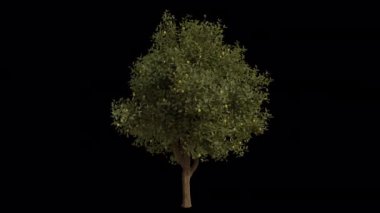 Rüzgarda savrulan limon ağacı. Rüzgar Ağacı emiyor. Şeffaf Arkaplan ile rüzgarda sallanan Animasyon Ağacı. Alfa Kanalı. Döngü Canlandırması