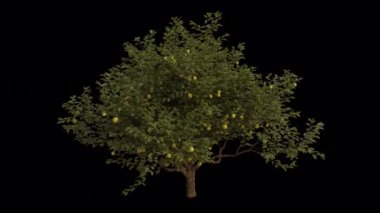 Rüzgarda savrulan limon ağacı. Rüzgar Ağacı emiyor. Şeffaf Arkaplan ile rüzgarda sallanan Animasyon Ağacı. Alfa Kanalı. Döngü Canlandırması