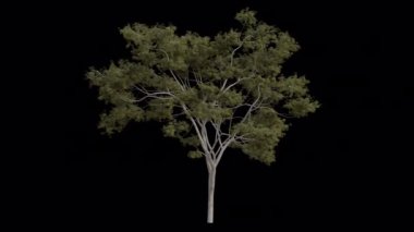 Rüzgarda esen hayalet sakız ağacı. Rüzgar Ağacı emiyor. Şeffaf Arkaplan ile rüzgarda sallanan Animasyon Ağacı. Alfa Kanalı. Döngü Canlandırması