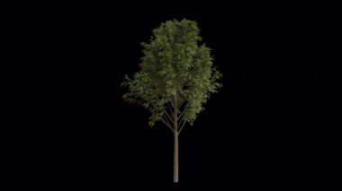 Avrupa Kül Ağacı rüzgârda savruluyor. Rüzgar Ağacı emiyor. Şeffaf Arkaplan ile rüzgarda sallanan Animasyon Ağacı. Alfa Kanalı. Döngü Canlandırması