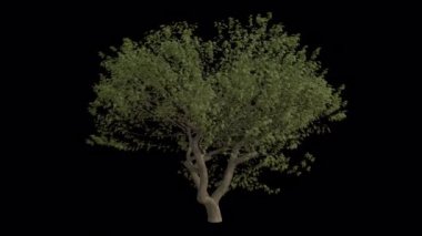 Avrupa Kül Ağacı rüzgârda savruluyor. Rüzgar Ağacı emiyor. Şeffaf Arkaplan ile rüzgarda sallanan Animasyon Ağacı. Alfa Kanalı. Döngü Canlandırması