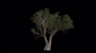 Utah Juniper Ağacı rüzgârda savruluyor. Rüzgar Ağacı emiyor. Şeffaf Arkaplan ile rüzgarda sallanan Animasyon Ağacı. Alfa Kanalı. Döngü Canlandırması