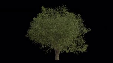 Avrupa Kül Ağacı rüzgârda savruluyor. Rüzgar Ağacı emiyor. Şeffaf Arkaplan ile rüzgarda sallanan Animasyon Ağacı. Alfa Kanalı. Döngü Canlandırması
