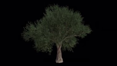 Rüzgarda esen sıradan bir zeytin ağacı. Rüzgar Ağacı emiyor. Şeffaf Arkaplan ile rüzgarda sallanan Animasyon Ağacı. Alfa Kanalı. Döngü Canlandırması