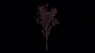 Rüzgarda savrulan kiraz ağacı. Rüzgar Ağacı emiyor. Şeffaf Arkaplan ile rüzgarda sallanan Animasyon Ağacı. Alfa Kanalı. Döngü Canlandırması