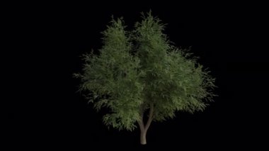 Canlı Meşe Ağacı rüzgârda savruluyor. Rüzgar Ağacı emiyor. Şeffaf Arkaplan ile rüzgarda sallanan Animasyon Ağacı. Alfa Kanalı. Döngü Canlandırması