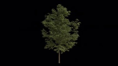 Rüzgarda esen Kara Çekirge Ağacı. Rüzgar Ağacı emiyor. Şeffaf Arkaplan ile rüzgarda sallanan Animasyon Ağacı. Alfa Kanalı. Döngü Canlandırması