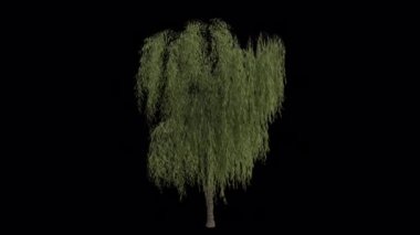 Babil Ağlayan Söğüt Ağacı rüzgârda savruluyor. Rüzgar Ağacı emiyor. Şeffaf Arkaplan ile rüzgarda sallanan Animasyon Ağacı. Alfa Kanalı. Döngü Canlandırması