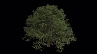 Avrupa kireç ağacı rüzgarda savruluyor. Rüzgar Ağacı emiyor. Şeffaf Arkaplan ile rüzgarda sallanan Animasyon Ağacı. Alfa Kanalı. Döngü Canlandırması