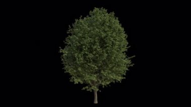Karaağaç rüzgârda savruluyor. Rüzgâr, Yumuşak Yaprak Karaağacı 'nı emiyor. Animasyon Ulmus Minor Tree Şeffaf Arkaplan ile rüzgarda sallanıyor. Alfa Kanalı. Döngü Canlandırması