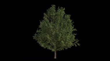 Karaağaç rüzgârda savruluyor. Rüzgâr, Yumuşak Yaprak Karaağacı 'nı emiyor. Animasyon Ulmus Minor Tree Şeffaf Arkaplan ile rüzgarda sallanıyor. Alfa Kanalı. Döngü Canlandırması