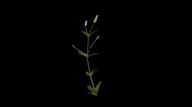 Rüzgarda esen çiçekli bitki. Rüzgar Çiçek Bitkisi 'ni uçuruyor. Şeffaf Arkaplan ile rüzgarda sallanan Canlandırılmış Çiçek Bitkisi. Alfa Kanalı. Döngü Canlandırması