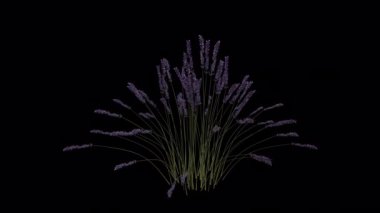 Rüzgarda esen çiçekli bitki. Rüzgar Çiçek Bitkisi 'ni uçuruyor. Şeffaf Arkaplan ile rüzgarda sallanan Canlandırılmış Çiçek Bitkisi. Alfa Kanalı. Döngü Canlandırması