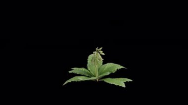 Rüzgarda esen çiçekli bitki. Rüzgar Çiçek Bitkisi 'ni uçuruyor. Şeffaf Arkaplan ile rüzgarda sallanan Canlandırılmış Çiçek Bitkisi. Alfa Kanalı. Döngü Canlandırması