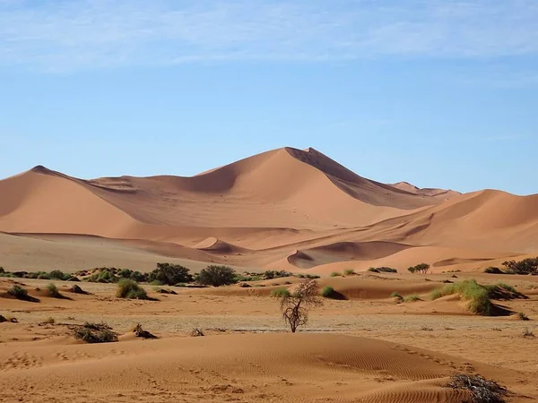 Dead Tree Desert Namibia Tall Sand Dunes — Stock Photo, Image