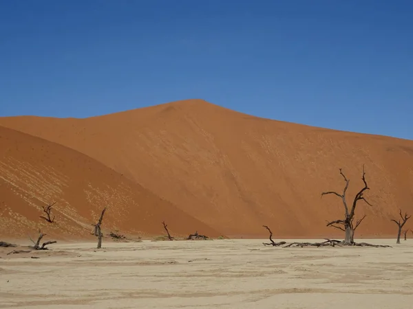 Árvores Mortas Deserto Deadvlei Namibia — Fotografia de Stock