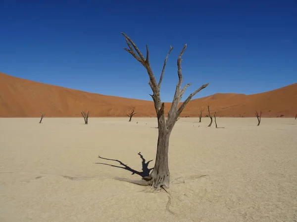 Dode Bomen Woestijn Deadvlei Namibia — Stockfoto