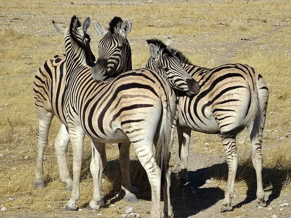 Zebras Savannah Namibia — Stock Photo, Image