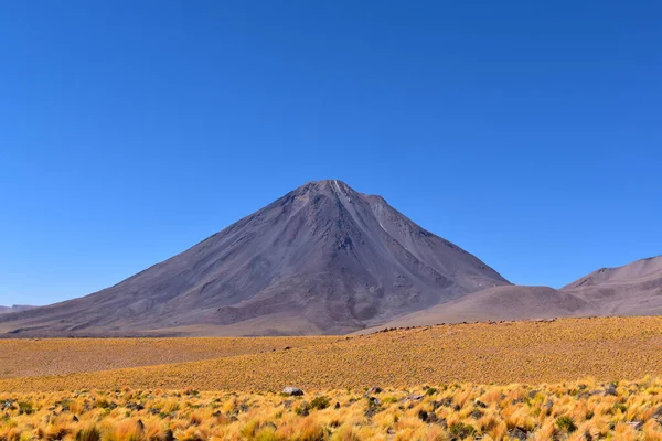 Licancabur Vulkaan Chili Diepblauwe Lucht Geel Gras Hoge Piek Atacama — Stockfoto