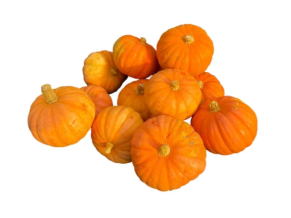 Fresh Orange Pumpkins Isolated White Background — Stock Photo, Image