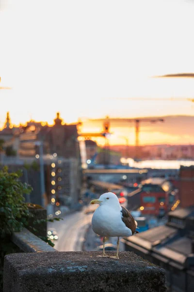Stockholm şehir merkezinde gün batımında martı