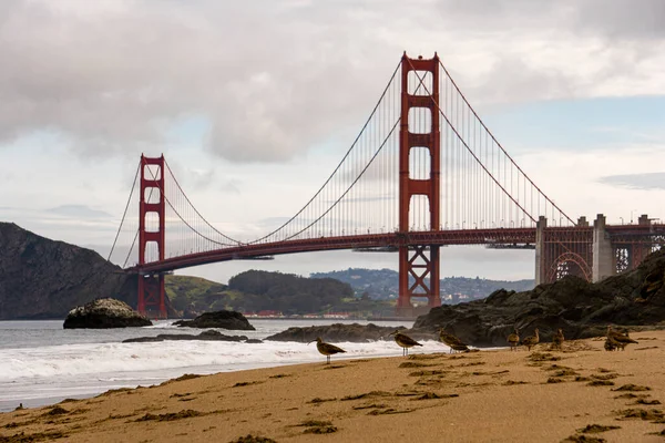 Kuşlar, Golden Gate köprüsü önünde, San Francisco, ABD 'de bir yağmur fırtınasının ardından böcekleri kovalıyorlar.. 