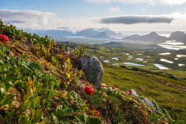 Norveç 'in Lofoten kentindeki doğal habitatında bulunan bir bulut (rubus chamaemorus) yeşil manzaraya bakan bir dağda, parçalı bulutlu bir gökyüzünde.