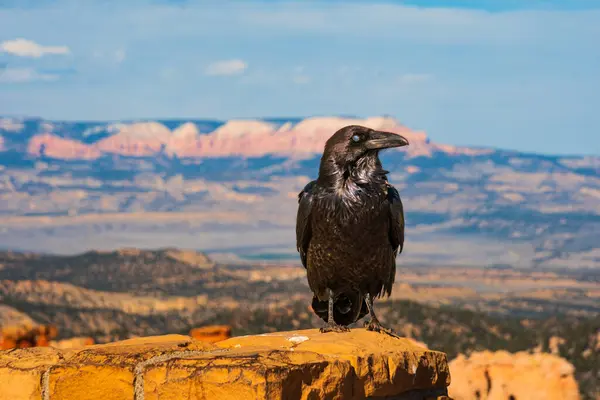 Egy Vad Holló Corvus Corax Pózol Bryce Canyon Nemzeti Park Stock Kép