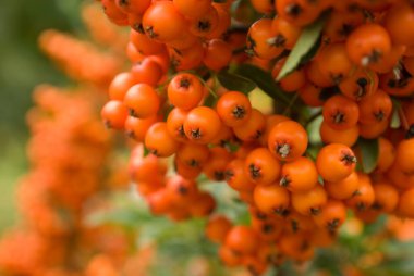 Rengarenk Pyracantha çileği kümeleri. Kırmızı dikenli portakal sarısı meyveler. Ya da hloes