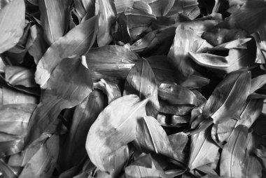 Ayı sarımsak yaprakları siyah beyaz. Işıklar, gölgeler, güzel arka plan veya dekorasyon.