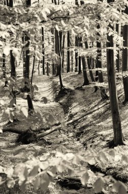 Bahar aylarında yaprak döken bir ormanda neredeyse belirsiz bir yol. Sepya gölgesinde sanatsal bir çizim..