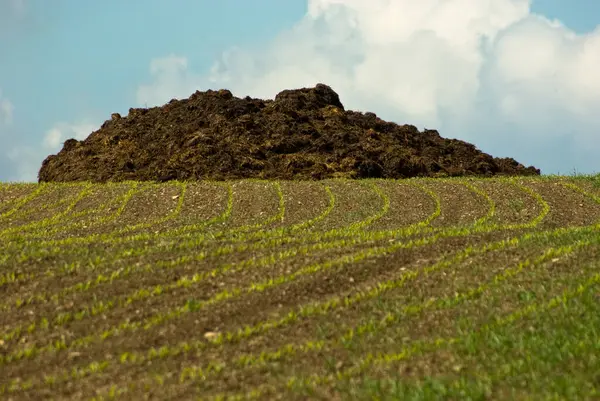 Picturesque Artistically Crafted Piles Manure Field Warm Pleasant Colours Charming — Stock Photo, Image