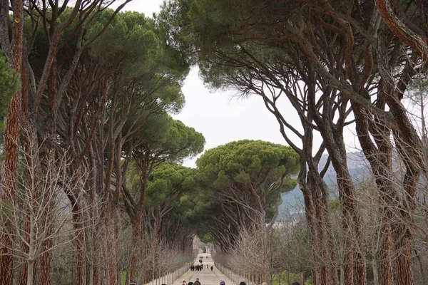 Amazing Looking Road Surrounded Trees Elescorial Spain — Stock Photo, Image