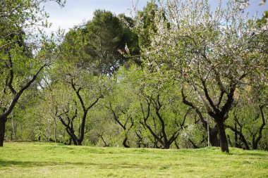 Madrid 'de bir parkta bahar çiçekleri açıyor.