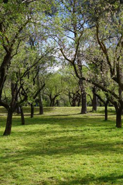 Madrid 'de bir parkta bahar çiçekleri açıyor.