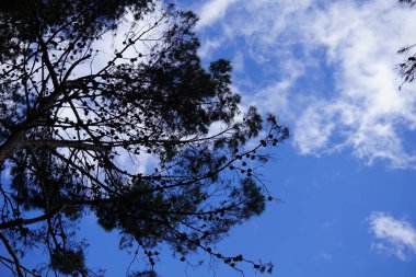 Madrid, İspanya 'daki Quinta de los Molinos parkında çiçekler ve ağaçlar