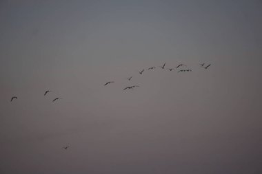 Portsay 'daki Süveyş kanalının üzerinden kuşlar uçuyor.