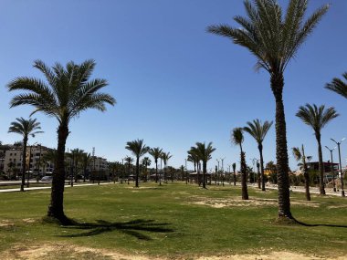 Portsaid şehrindeki bir halk bahçesinde palmiye ağaçları