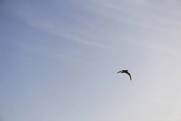 Aves Volando Sobre Canal Suez Portsaid —  Fotos de Stock