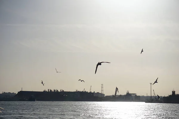 ポートサイドのスエズ運河を飛ぶ鳥 — ストック写真